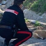 San Martino Valle Caudina, 80enne maltratta un cane con un bastone: denunciata dai Carabinieri